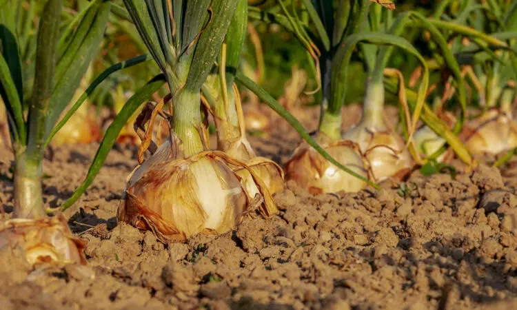 De bons conseils pour créer un potager