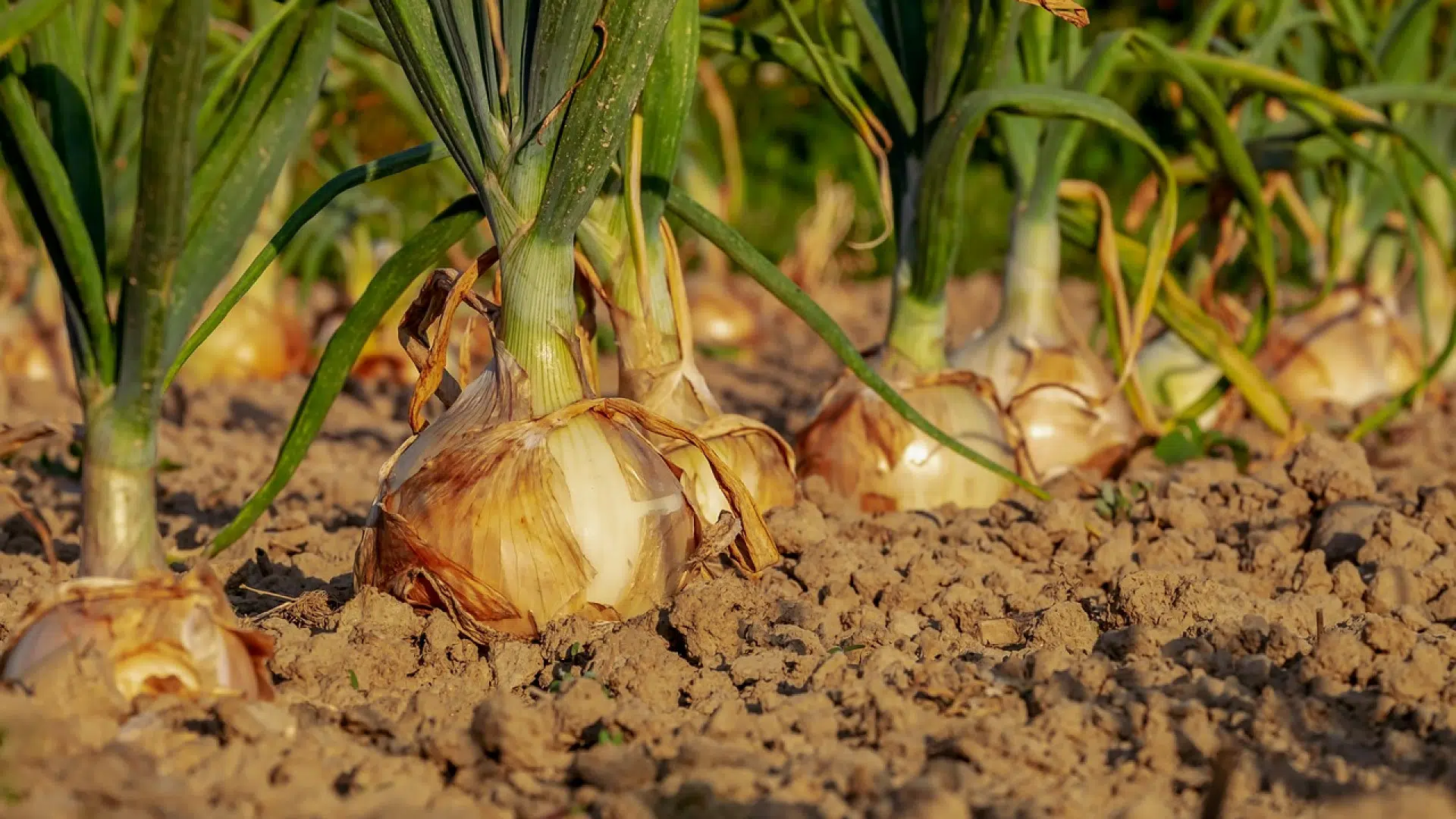 De bons conseils pour créer un potager