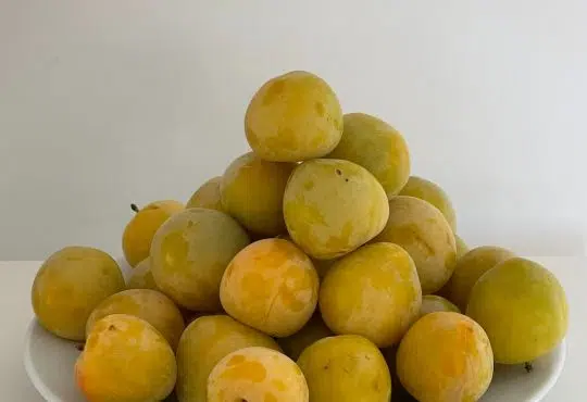 Que faire avec des mirabelles ?