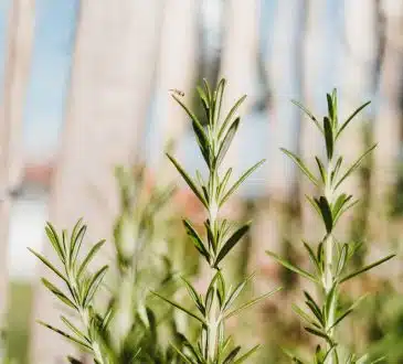 green plant in close up photography