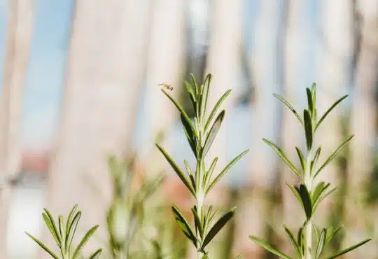 green plant in close up photography