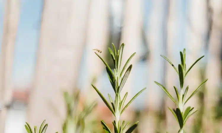 green plant in close up photography