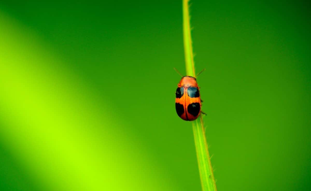 Comment se débarrasser des ravageurs de jardin : conseils pratiques