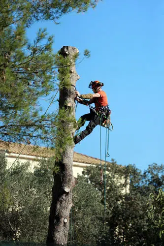 élagueur dans un arbre