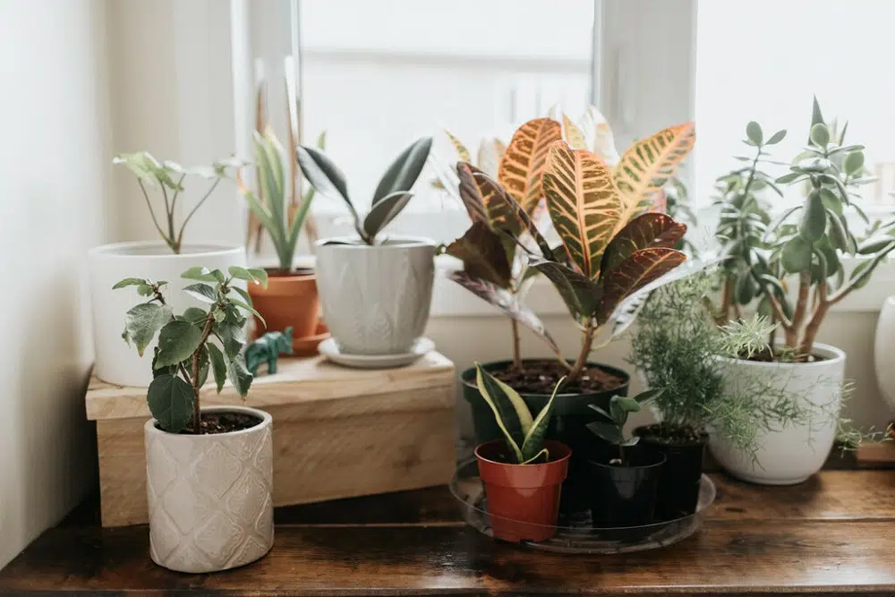 et fleurs s'invitent dans la déco d'intérieur