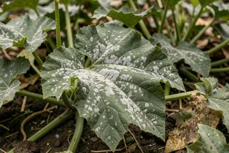 Feuille de courgette atteinte d'oïdium avec taches blanches poudreuses dues aux erreurs d'arrosage et de surpeuplement