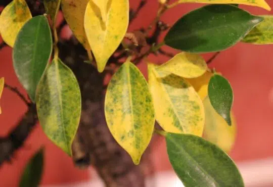 feuilles jaunes citronier