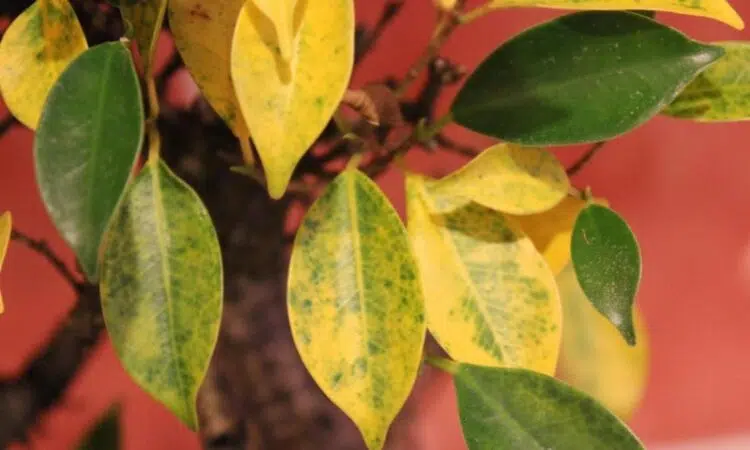 feuilles jaunes citronier