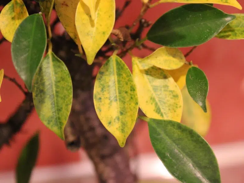 feuilles jaunes citronier