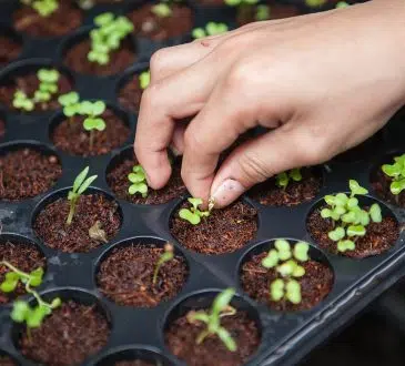 person holding leafed plant