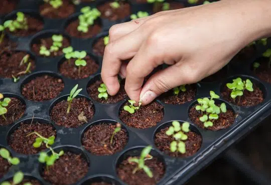 person holding leafed plant