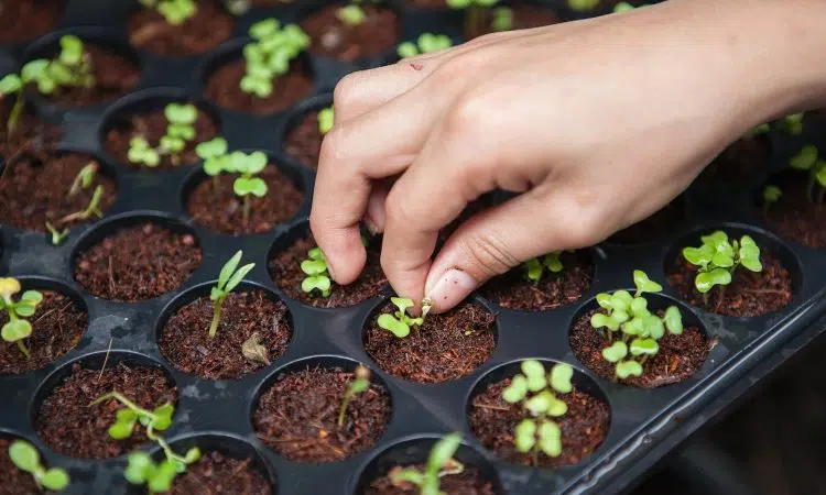 person holding leafed plant