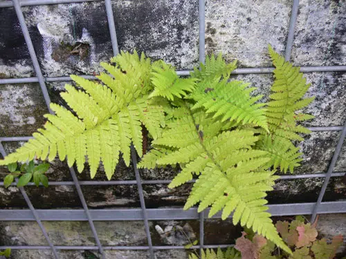 fougere dans gabion métallique