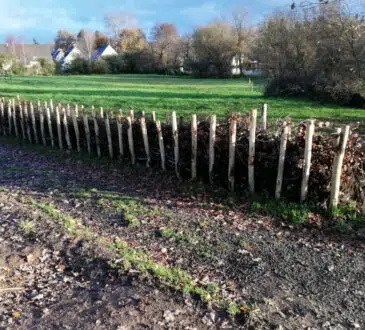 Haie de banjes ou haie sèche