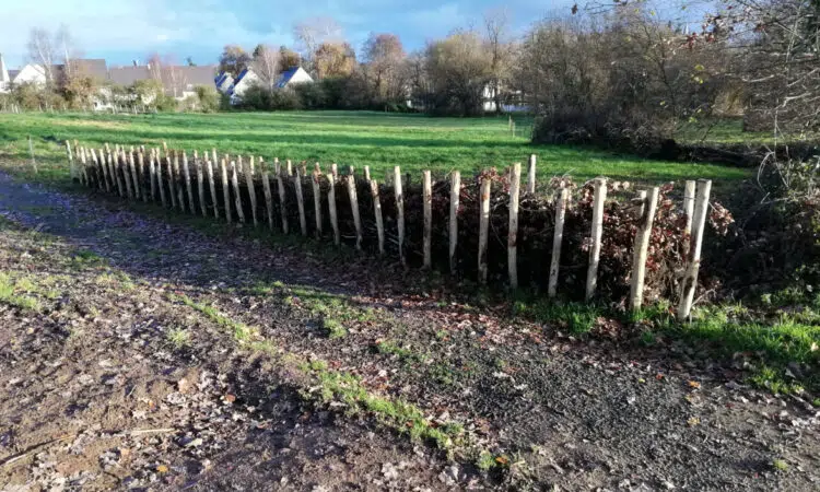 Haie de banjes ou haie sèche