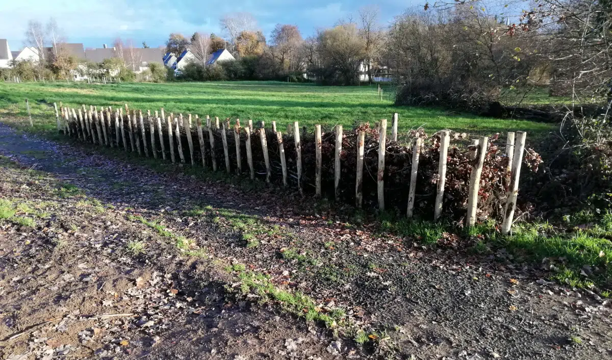 Haie de banjes ou haie sèche