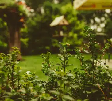 Comment protéger votre jardin des ravageurs sans produits chimiques