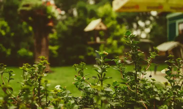 Comment protéger votre jardin des ravageurs sans produits chimiques