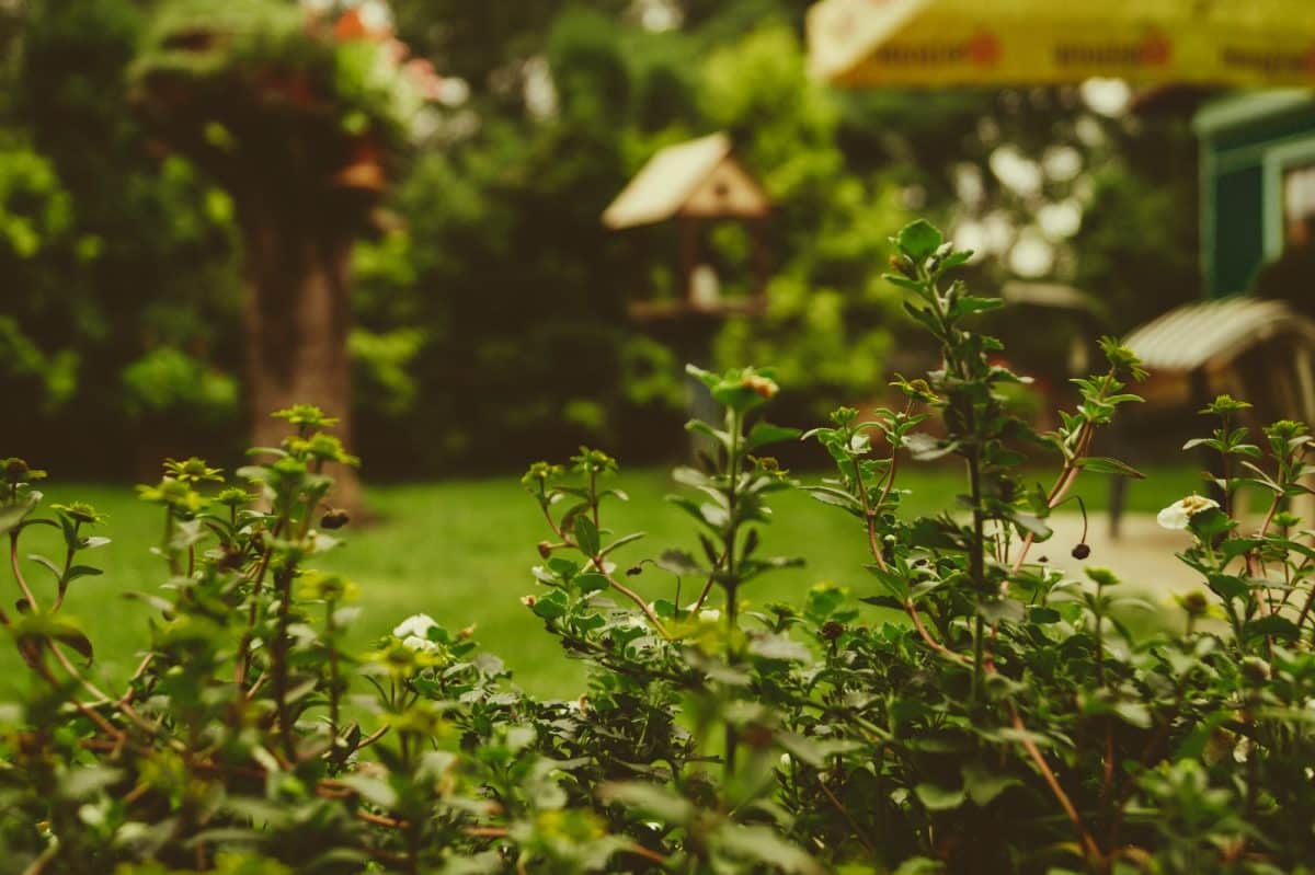 Comment protéger votre jardin des ravageurs sans produits chimiques