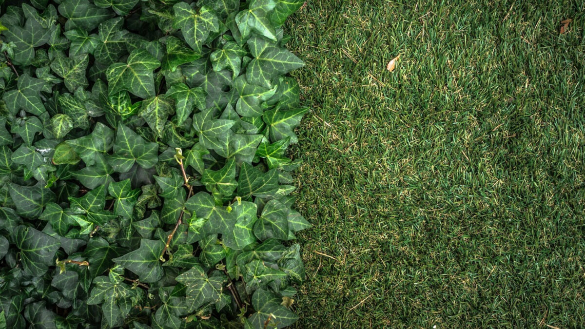 Le mur végétal artificiel : un atout précieux pour aménager votre jardin