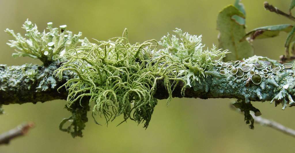 les lichens