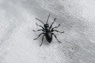 Gros plan macro d'un minuscule insecte noir posé sur un drap blanc de chambre à coucher