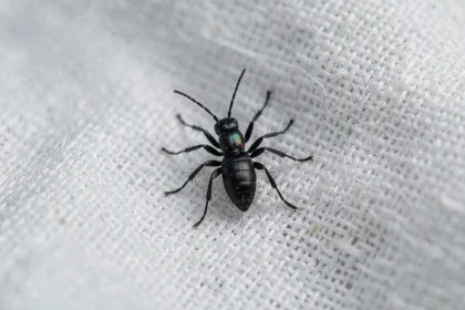 Gros plan macro d'un minuscule insecte noir posé sur un drap blanc de chambre à coucher