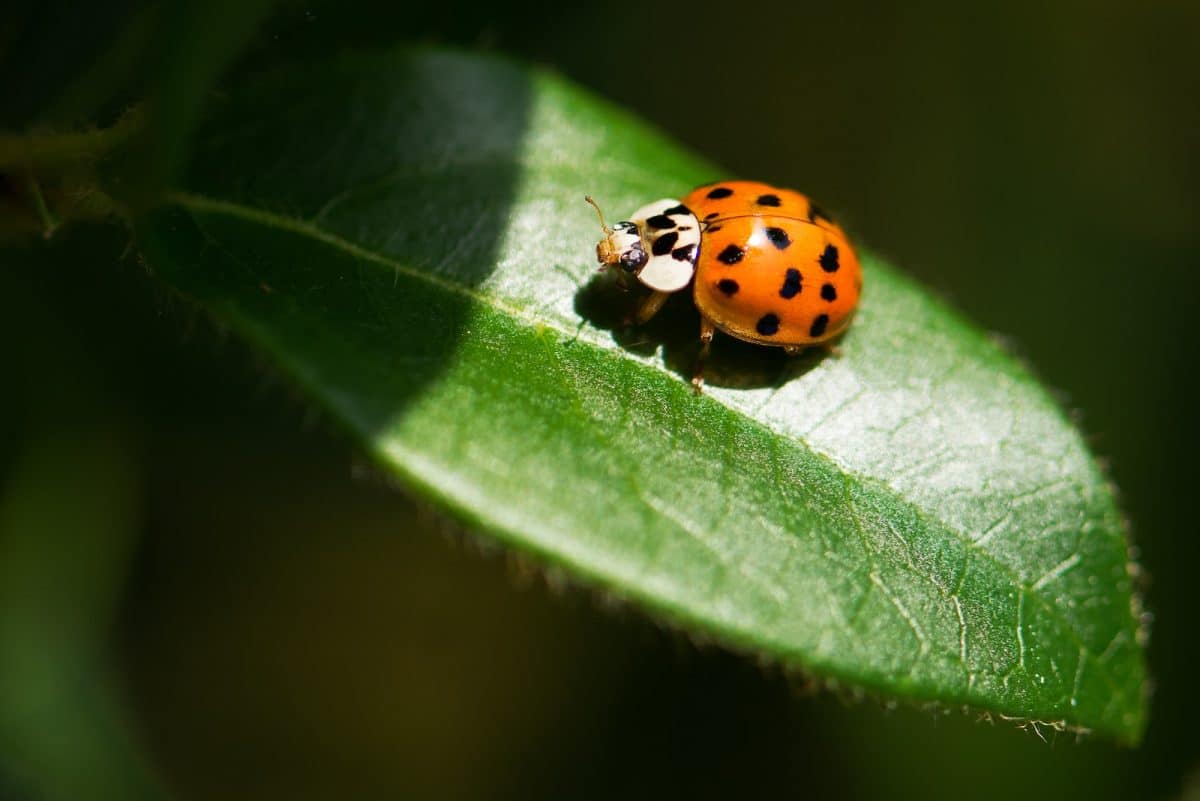 Comment protéger votre jardin des ravageurs sans produits chimiques