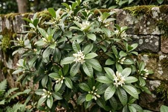Arbuste oranger du Mexique avec feuilles vert foncé brillantes et fruits en gousses dans un jardin de pierre