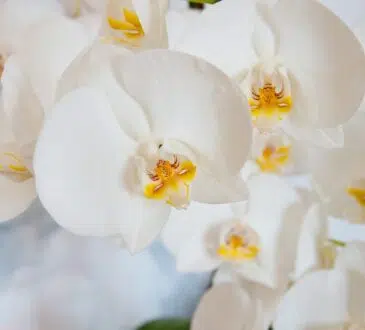 Orchidée