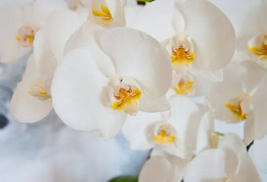 Orchidée