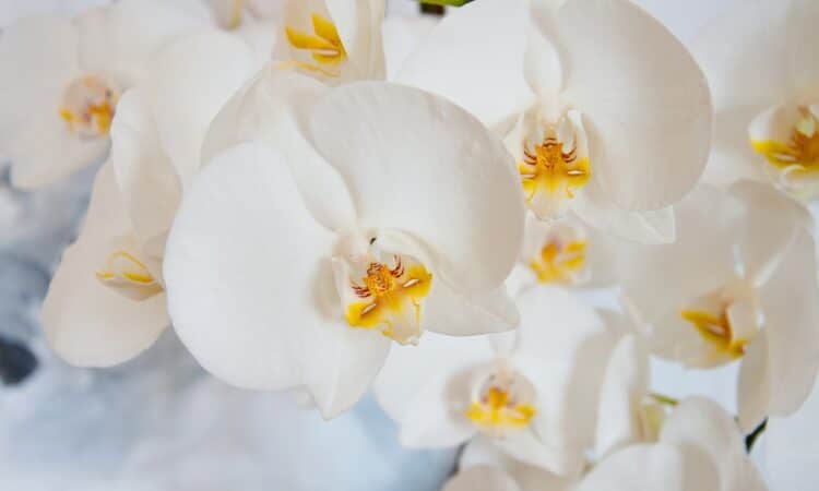 Orchidée