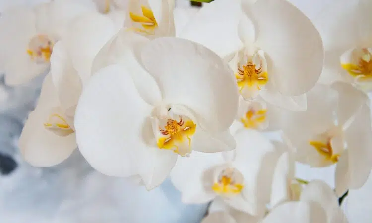 Orchidée