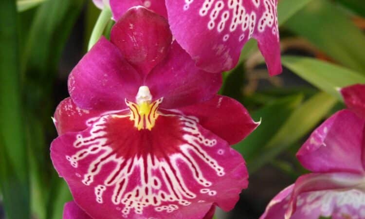 orchidee