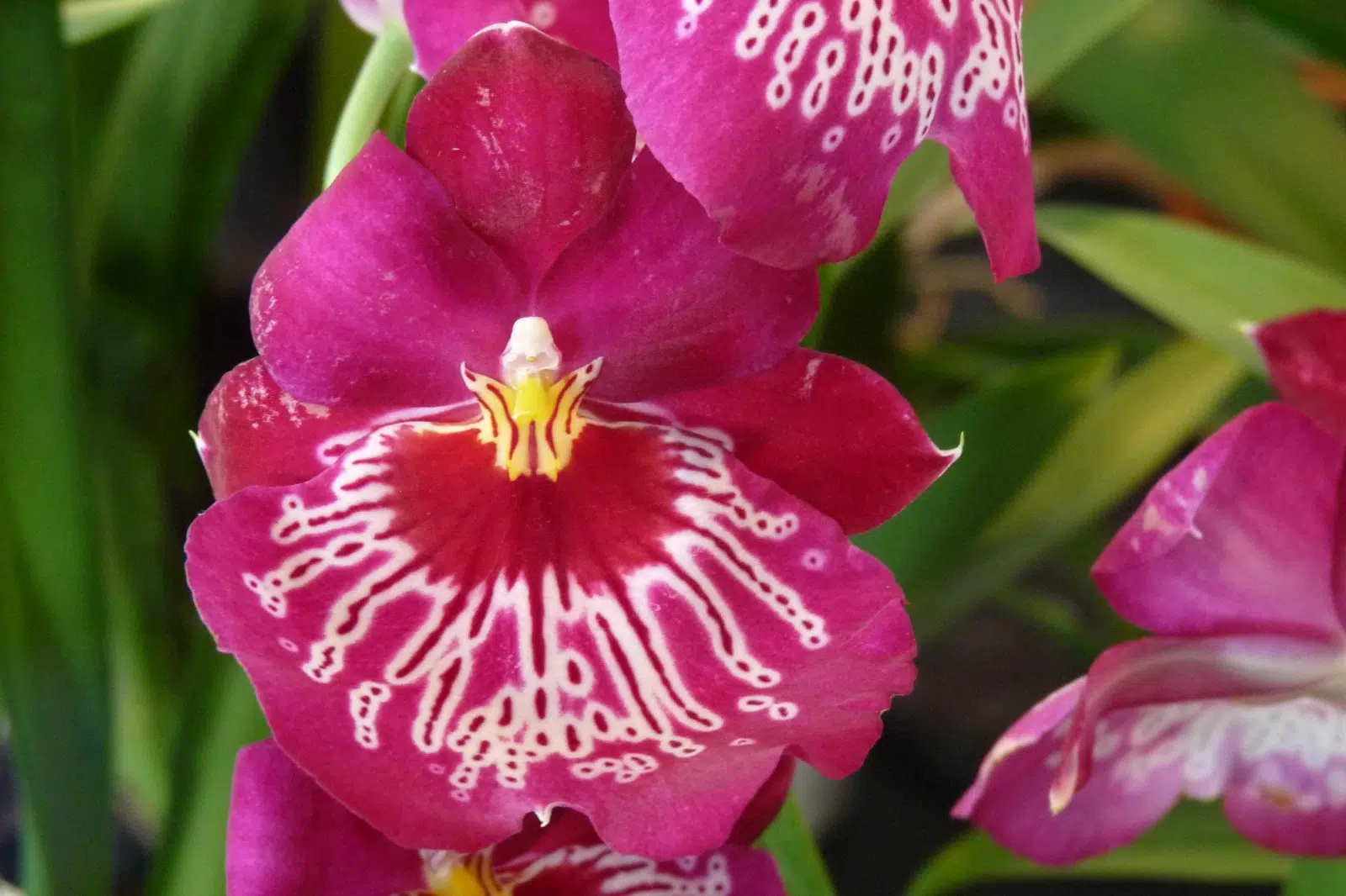 orchidee