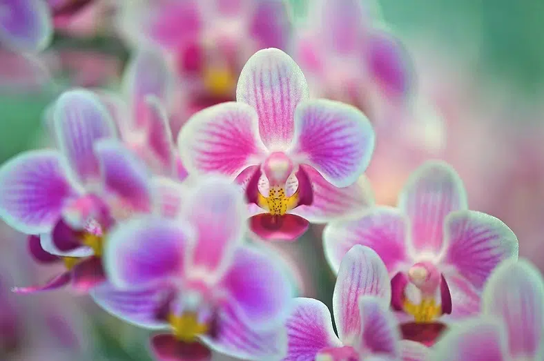 orchidee phalaenopsis