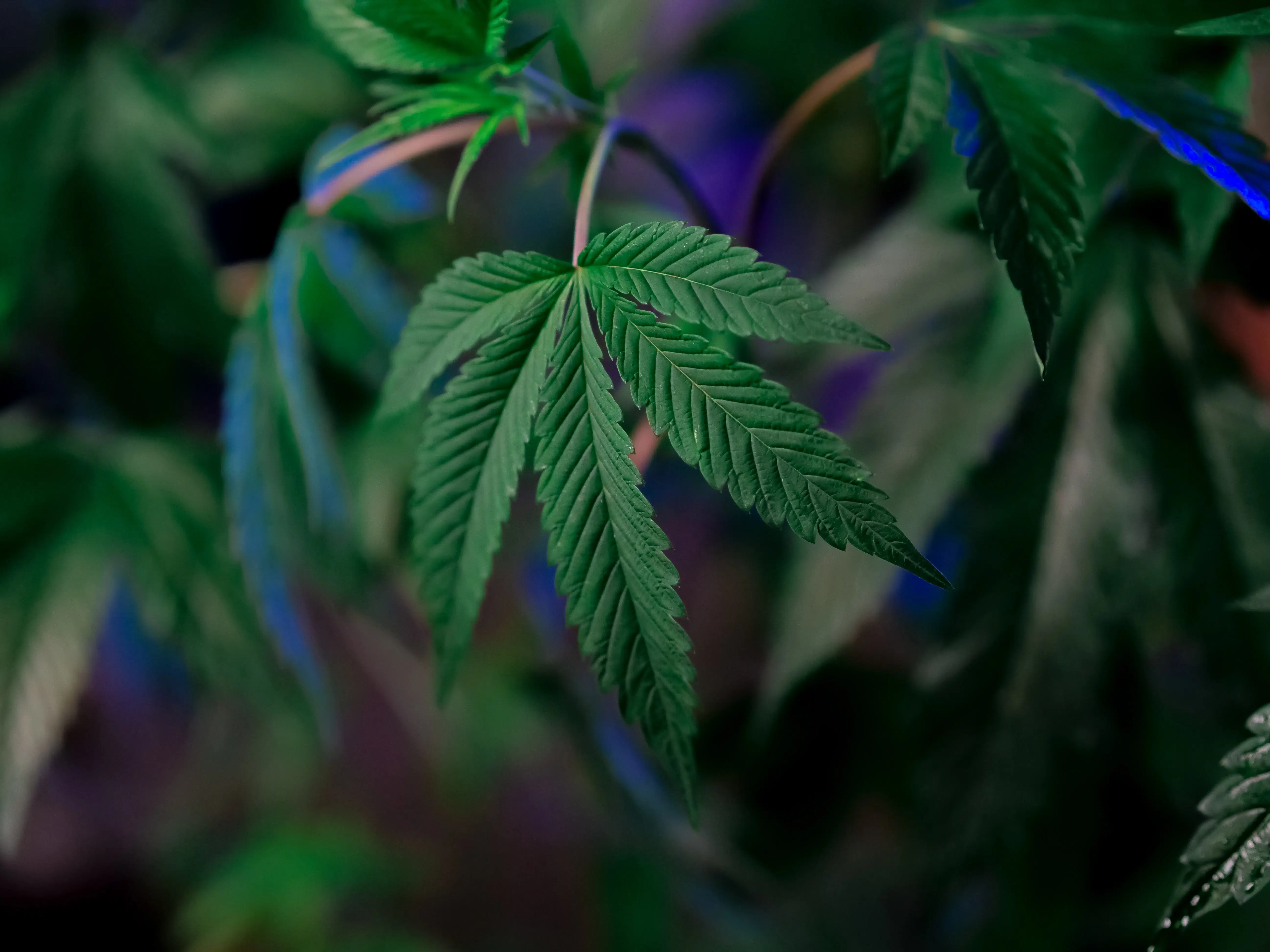 cbd