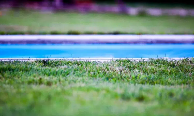 piscine jardin