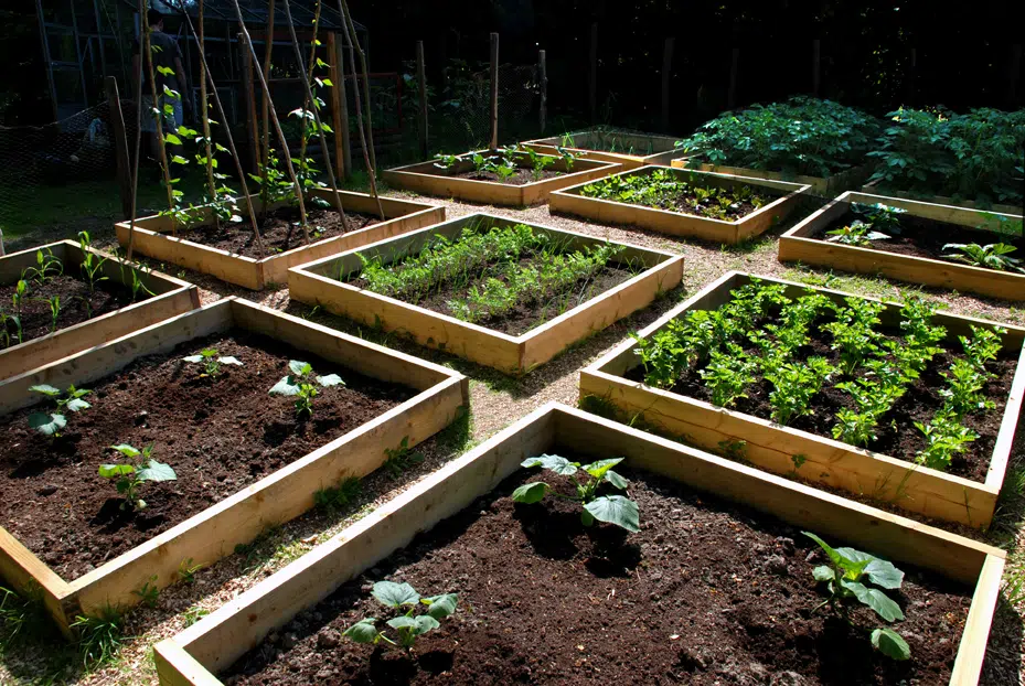 potager carre