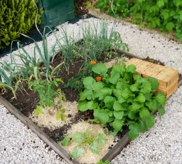 potager en carré