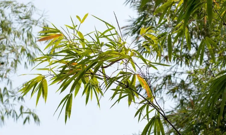 Quel type de bambou choisir pour son jardin ?