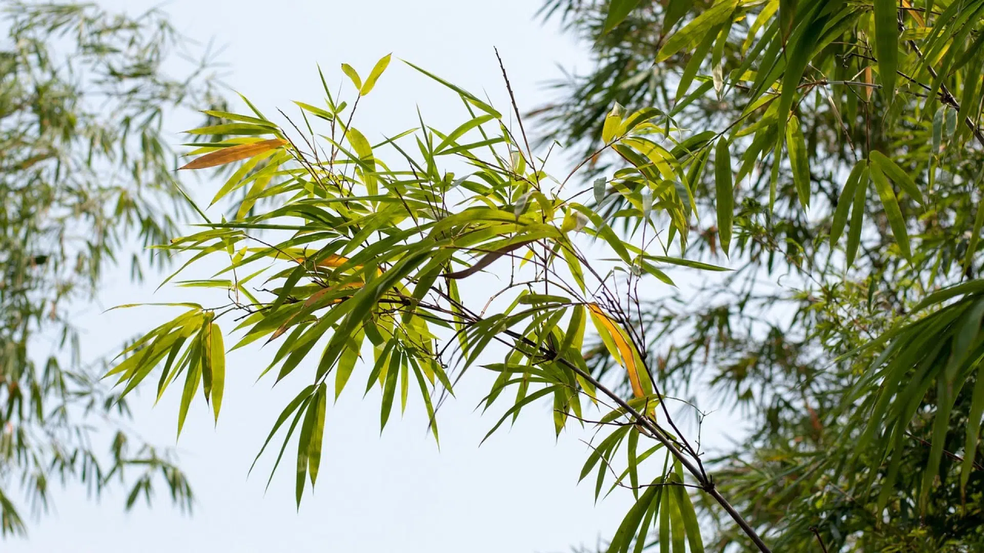 Quel type de bambou choisir pour son jardin ?