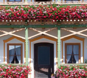 Quelles plantes choisir pour son balcon ?