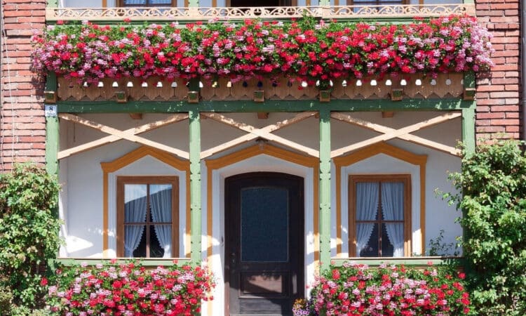 Quelles plantes choisir pour son balcon ?