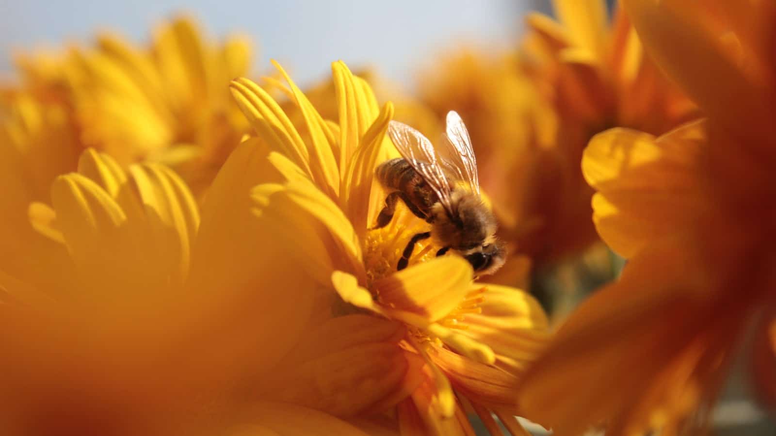 Pourquoi et comment sauver une abeille ?