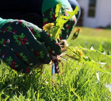 solution pour un désherbage efficace de votre jardin