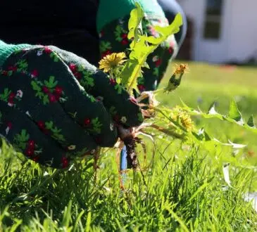 solution pour un désherbage efficace de votre jardin