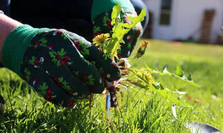 solution pour un désherbage efficace de votre jardin