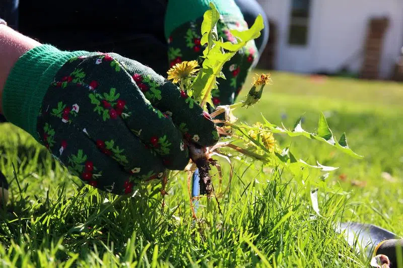 solution pour un désherbage efficace de votre jardin