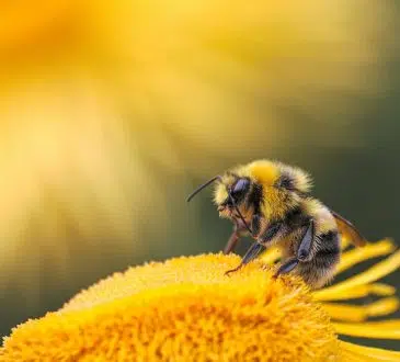 Pourquoi et comment sauver une abeille ?